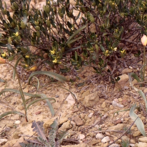 Photographie n°346319 du taxon Tulipa sylvestris subsp. australis (Link) Pamp. [1914]