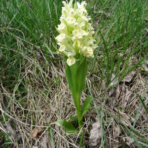 Photographie n°346360 du taxon Dactylorhiza sambucina f. sambucina 