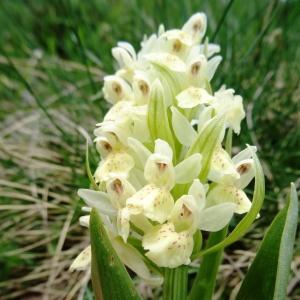 Photographie n°346366 du taxon Dactylorhiza sambucina f. sambucina 