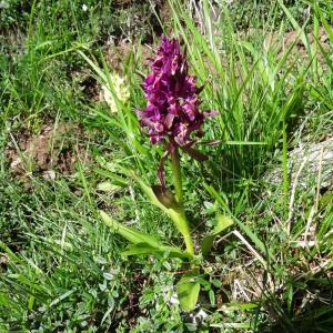 Photographie n°346421 du taxon Dactylorhiza sambucina f. rubra (Winterl) Hyl.