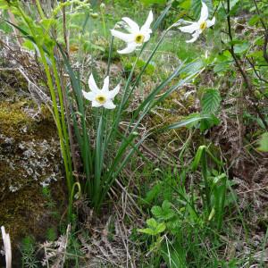 Photographie n°346426 du taxon Narcissus poeticus subsp. poeticus