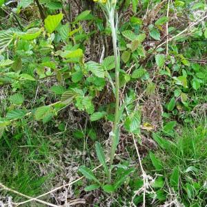 Photographie n°346455 du taxon Tephroseris helenitis subsp. helenitis