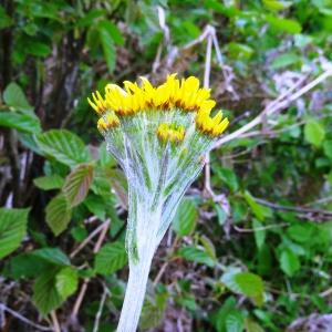 Photographie n°346458 du taxon Tephroseris helenitis subsp. helenitis