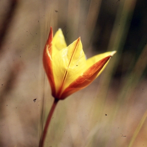 Photographie n°346493 du taxon Tulipa sylvestris subsp. australis (Link) Pamp. [1914]