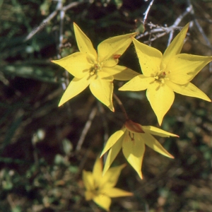 Photographie n°346494 du taxon Tulipa sylvestris subsp. australis (Link) Pamp. [1914]