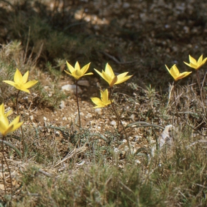 Photographie n°346495 du taxon Tulipa sylvestris subsp. australis (Link) Pamp. [1914]