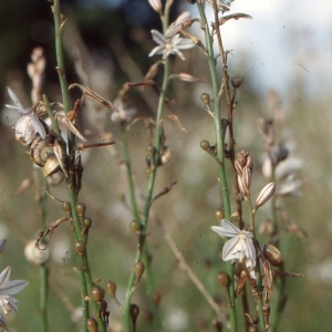 Photographie n°346501 du taxon Asphodelus fistulosus L. [1753]