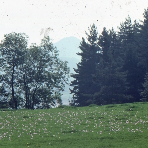 Photographie n°346502 du taxon Colchicum autumnale L. [1753]