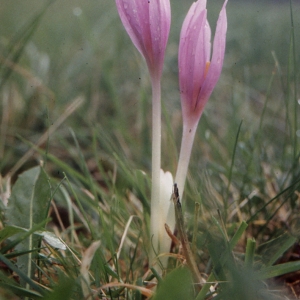 Photographie n°346503 du taxon Colchicum autumnale L. [1753]