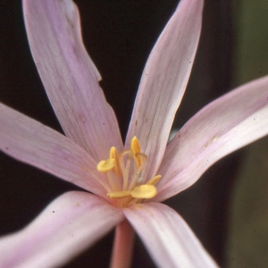 Photographie n°346504 du taxon Colchicum autumnale L. [1753]