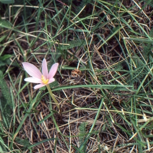 Photographie n°346505 du taxon Colchicum autumnale L. [1753]