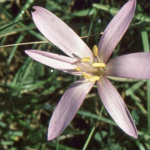 Photographie n°346506 du taxon Colchicum autumnale L. [1753]