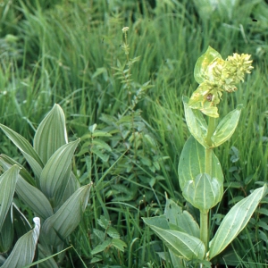 Photographie n°346512 du taxon Veratrum album L. [1753]