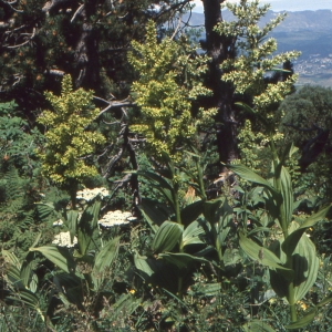 Photographie n°346520 du taxon Veratrum album subsp. lobelianum (Bernh.) K.Richt. [1890]