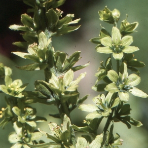 Photographie n°346526 du taxon Veratrum album subsp. lobelianum (Bernh.) K.Richt. [1890]