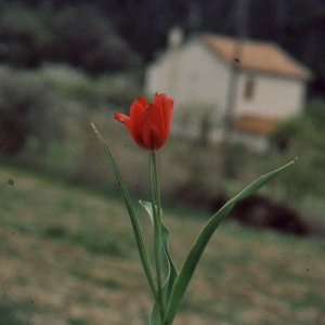 Photographie n°346538 du taxon Tulipa agenensis DC. [1804]