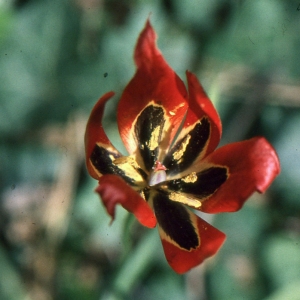 Photographie n°346539 du taxon Tulipa agenensis DC. [1804]