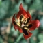  Liliane Roubaudi - Tulipa agenensis DC. [1804]