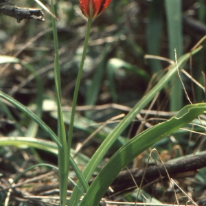 Photographie n°346540 du taxon Tulipa agenensis DC. [1804]