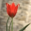  Liliane Roubaudi - Tulipa agenensis DC. [1804]