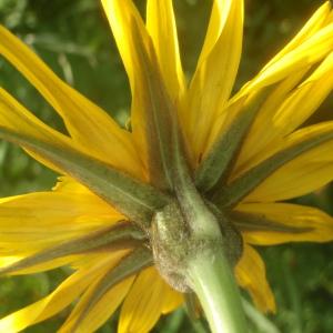 Photographie n°346558 du taxon Tragopogon pratensis L. [1753]