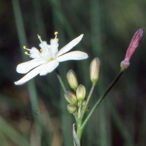 Photographie n°346580 du taxon Simethis mattiazzii (Vand.) G.López & Jarvis [1984]