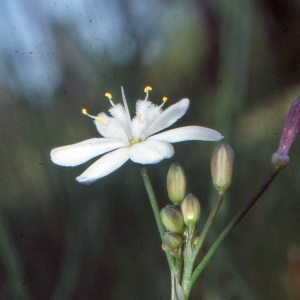 Photographie n°346582 du taxon Simethis mattiazzii (Vand.) G.López & Jarvis [1984]