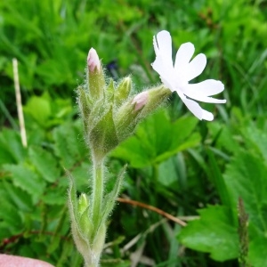 Photographie n°346590 du taxon Silene latifolia subsp. alba (Mill.) Greuter & Burdet [1982]