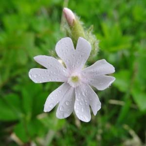 Photographie n°346591 du taxon Silene latifolia subsp. alba (Mill.) Greuter & Burdet [1982]