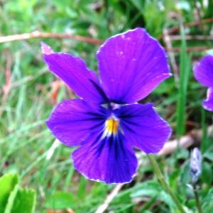 Photographie n°346622 du taxon Viola tricolor L. [1753]