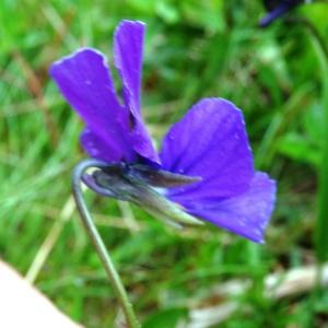 Photographie n°346623 du taxon Viola tricolor L. [1753]