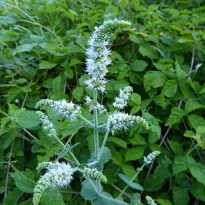 Photographie n°346626 du taxon Mentha suaveolens Ehrh. [1792]