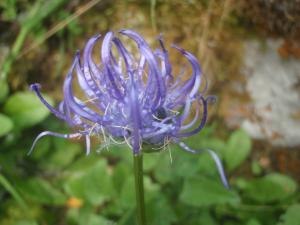 Genevieve Botti, le  9 juillet 2015 (La Clusaz (col des Aravis))