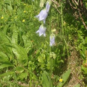 Photographie n°346685 du taxon Campanula barbata L. [1759]