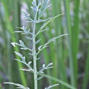 Photographie n°346694 du taxon Rorippa sylvestris (L.) Besser [1821]