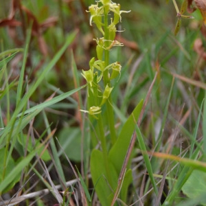 Photographie n°346769 du taxon Liparis loeselii (L.) Rich. [1817]