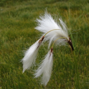 Photographie n°346776 du taxon Eriophorum angustifolium Honck. [1782]