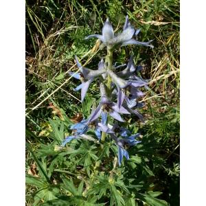 Delphinium elatum var. montanum (DC.) Rouy & Foucaud (Dauphinelle des montagnes)