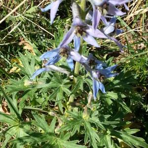 Photographie n°346793 du taxon Delphinium montanum DC. [1815]