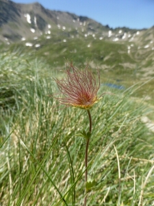 Anne-Laure BESNARD, le 12 juillet 2015 (L'Hospitalet-près-l'Andorre)