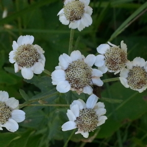  - Achillea ptarmica subsp. pyrenaica (Sibth. ex Godr.) Heimerl [1884]