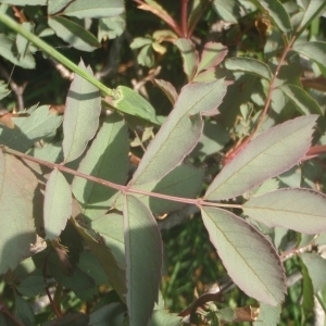 Photographie n°346867 du taxon Rosa glauca Vill. ex Loisel. [1809]