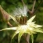  Thierry Ravayrol - Lactuca plumieri (L.) Gren. & Godr.