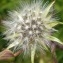  Thierry Ravayrol - Lactuca plumieri (L.) Gren. & Godr.