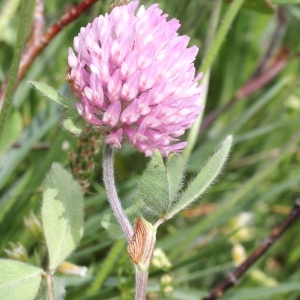 Photographie n°346912 du taxon Trifolium pratense L.