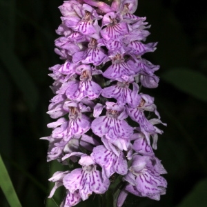 Photographie n°346917 du taxon Dactylorhiza majalis (Rchb.) P.F.Hunt & Summerh.