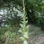  Liliane Roubaudi - Verbascum thapsus L. [1753]