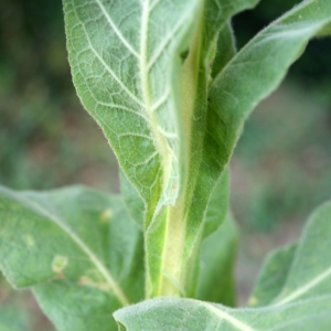 Photographie n°346936 du taxon Verbascum thapsus L. [1753]