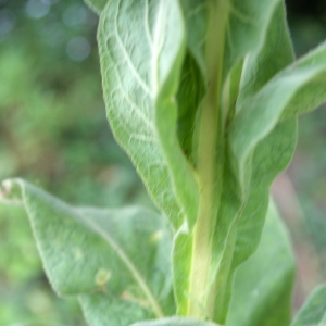 Photographie n°346937 du taxon Verbascum thapsus L. [1753]