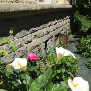 Photographie n°346969 du taxon Zantedeschia aethiopica (L.) Spreng. [1826]